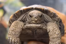 Giật mình rùa biển khổng lồ 100 tuổi lần đầu sinh con 