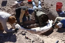 Đi săn hươu, bất ngờ đụng trúng ngà voi ma mút vô giá 