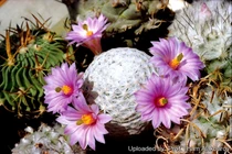 Loài xương rồng độc lạ, tròn ủng hệt quả bóng golf