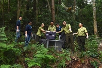 Thả nhiều cá thể chim về Vườn Quốc gia Tam Đảo, toàn loài quý hiếm 