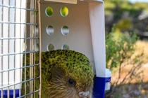 Độc lạ loài vẹt không biết bay, trèo cây thoăn thoắt kiếm ăn