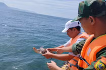 Khánh Hòa: Tận mục cá thể đồi mồi dứa quý hiếm được thả về biển