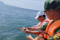 Khánh Hòa: Tận mục cá thể đồi mồi dứa quý hiếm được thả về biển
