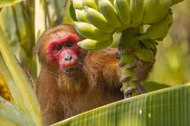 Động vật "quý như vàng" đi lạc ở Quảng Ninh, dân lập tức giao nộp