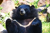 3 cá thể gấu ngựa tại Hà Nội được cứu hộ: Là loài quý hiếm