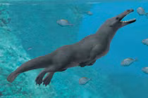 Tìm thấy cá voi 4 chân 42 triệu tuổi, chuyên gia bối rối