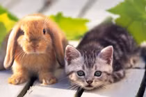 Vì sao người Trung Quốc đón năm Thỏ thay vì năm Mèo giống Việt Nam?