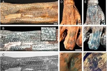Vén màn bí mật hình xăm trên xác ướp hơn 1.200 tuổi