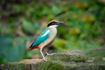 Khám phá chim đuôi cụt bụng đỏ "quý hơn vàng" được giao nộp ở Huế