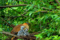 VQG Cúc Phương hàng đầu châu Á đẹp kỳ ảo trên báo nước ngoài 