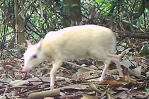 Bất ngờ phát hiện "thần thú" bạch tạng cực quý ở VQG Vũ Quang 