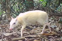 Bất ngờ phát hiện "thần thú" bạch tạng cực quý ở VQG Vũ Quang 