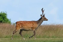 Tiếc ngẩn ngơ 5 loài động vật quý hơn vàng tuyệt chủng tại Việt Nam