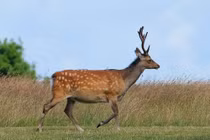 Tiếc ngẩn ngơ 5 loài động vật quý hơn vàng tuyệt chủng tại Việt Nam