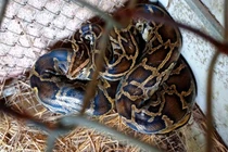 Đi làm đồng, nông dân Hà Tĩnh phát hiện động vật "quý như vàng" của VN