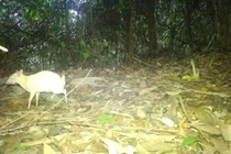 Cheo cheo Nam Dương bạch tạng vừa phát hiện: Là loài trong sách Đỏ