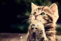 Tử vi tuần mới (27/1 - 2/2): 3 con giáp quý nhân phù trợ