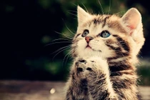 Tử vi tuần mới (27/1 - 2/2): 3 con giáp quý nhân phù trợ