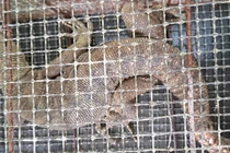 Tận mục kỳ đà hoa quý hiếm lạc vào vườn nhà dân ở Huế