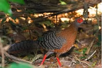 Tận thấy động vật "quý hơn vàng" lang thang trong VQG Núi Chúa