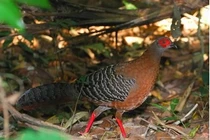 Tận thấy động vật "quý hơn vàng" lang thang trong VQG Núi Chúa