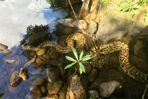 Thả “quái trăn” từng nuốt dê ở Quảng Trị: Loài trong Sách đỏ Việt Nam! 