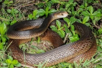 5 loài rắn độc nhất quả đất, số 3 có nhiều ở Việt Nam