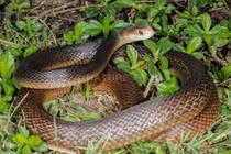 5 loài rắn độc nhất quả đất, số 3 có nhiều ở Việt Nam