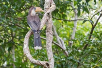 Cận cảnh chim niệc nâu mắc lưới ở Phú Yên, loài "quý như vàng" 