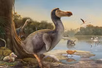 Loài chim nặng hơn 20 kg, không biết bay, tuyệt chủng vì quá đần 