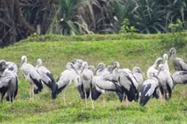 Loài chim quý hiếm ở Việt Nam tưởng tuyệt chủng bỗng tái xuất thần kỳ