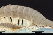 Ngoài bọ biển khổng lồ, Việt Nam phát hiện sinh vật độc - dị - lạ nào?