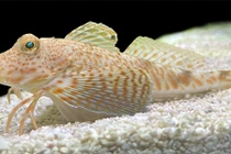 Độc lạ loài cá có 'chân' thong dong dạo bộ, kiếm thức ăn