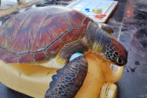 Cá thể rùa biển mắc "lưới ma" ở Lý Sơn, loài nguy cấp sao? 