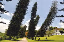 Lạ lùng loài cây luôn nghiêng về xích đạo, chuyên gia điên đầu giải mã 