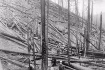 Ám ảnh vụ cháy rừng tồi tệ ở Mỹ năm 1910