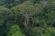 Loài cây độc lạ càng bị sét đánh càng khỏe