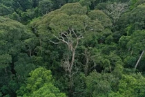 Loài cây độc lạ càng bị sét đánh càng khỏe