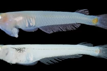 Loài cá chỉ có ở Việt Nam, "quái chiêu" giao phối độc nhất vô nhị