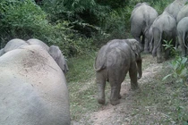 Voi con chết dưới giếng ở Đồng Nai là loài cực nguy cấp 