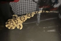 Cá mập con chào đời từ 2 cá thể cái, chuyên gia sửng sốt