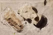 Kinh ngạc hộp sọ quái thú trấn yểm trong mộ cổ 2.000 tuổi