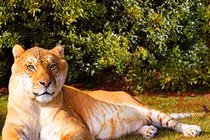 Ngắm ngoại hình choáng ngợp của “con mèo” khổng lồ nhất thế giới 