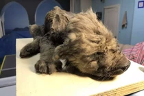 "Soi" xác ướp chó non 18.000 tuổi, sốc nặng lai lịch thật