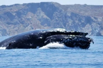 Chuyên gia giải mã cá voi lưng gù nuốt, nhả người chèo thuyền