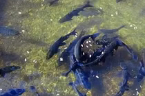  Phát hiện “suối cá” bí ẩn dưới sân, lão nông “đổi đời” trong một đêm