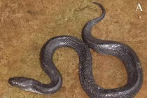Phát hiện loài rắn mới ở Đắk Krông