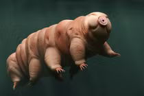 Kinh ngạc về khả năng đặc biệt của những"siêu nhân" trong thế giới động vật