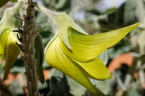 Đẹp mê hồn loài hoa kỳ diệu, cánh hoa giống hệt chim đang bay