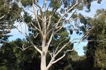 Kinh ngạc loài cây trổ ra vàng thật